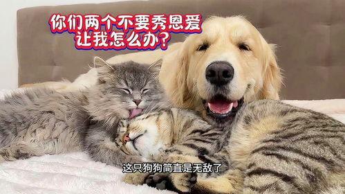 爱上猫狗,爱上猫狗的温馨故事